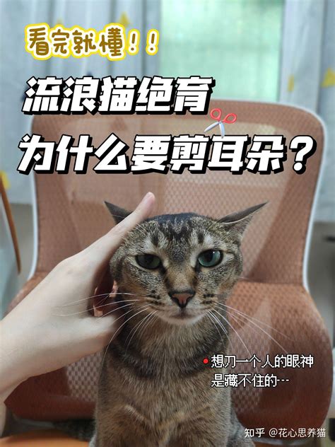 正面貓坐姿|养猫必修课：观察猫咪的坐姿来判断猫咪的心情如何